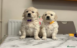 Golden Retriever dogs for sale: Fully health tested clear golden retriever puppies - Image 2