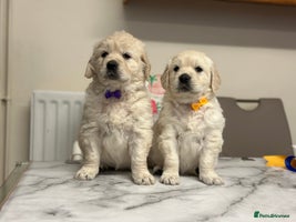 Golden Retriever dogs - Advert 4