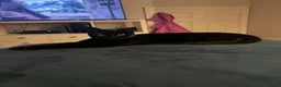 Mixed Breed cats for sale: Two cats for rehoming - Advert 7