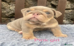 English Bulldog dogs for sale: KC REGISTERED LILAC & TAN ENGLISH BULLDOG PUPS - Image 18