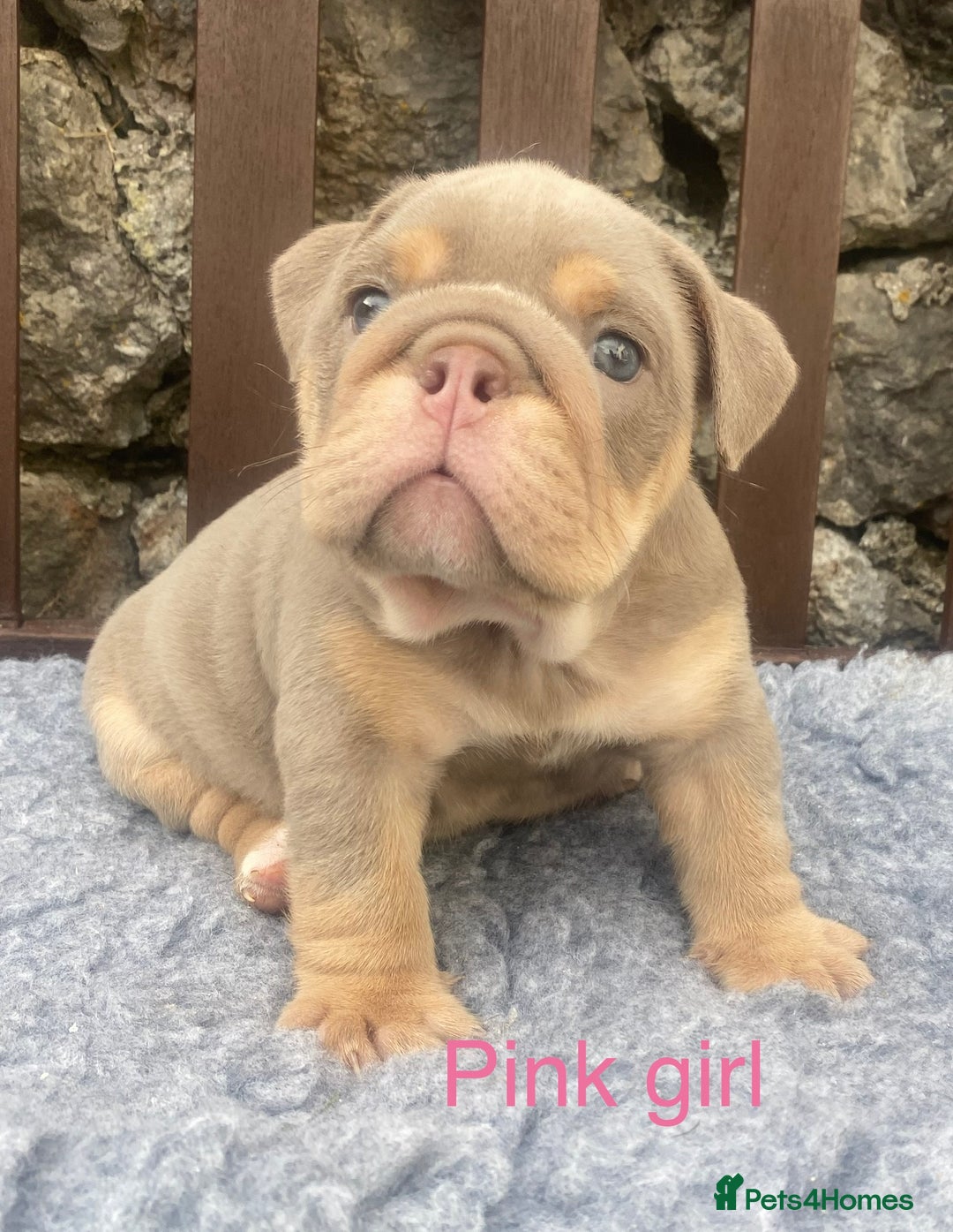 English Bulldog dogs for sale: KC REGISTERED LILAC & TAN ENGLISH BULLDOG PUPS - Image 18