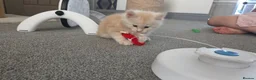 Maine Coon cats for sale: 🌟 1 Stunning Torbie girl left 🌟 TICA reg'd🌟 - Advert 25