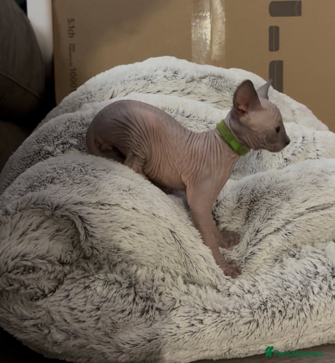 Sphynx cats for sale: Sphinx kittens for sale. Born 06/10/2025 - Image 6