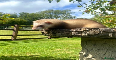 Ferret rodents - Advert 11