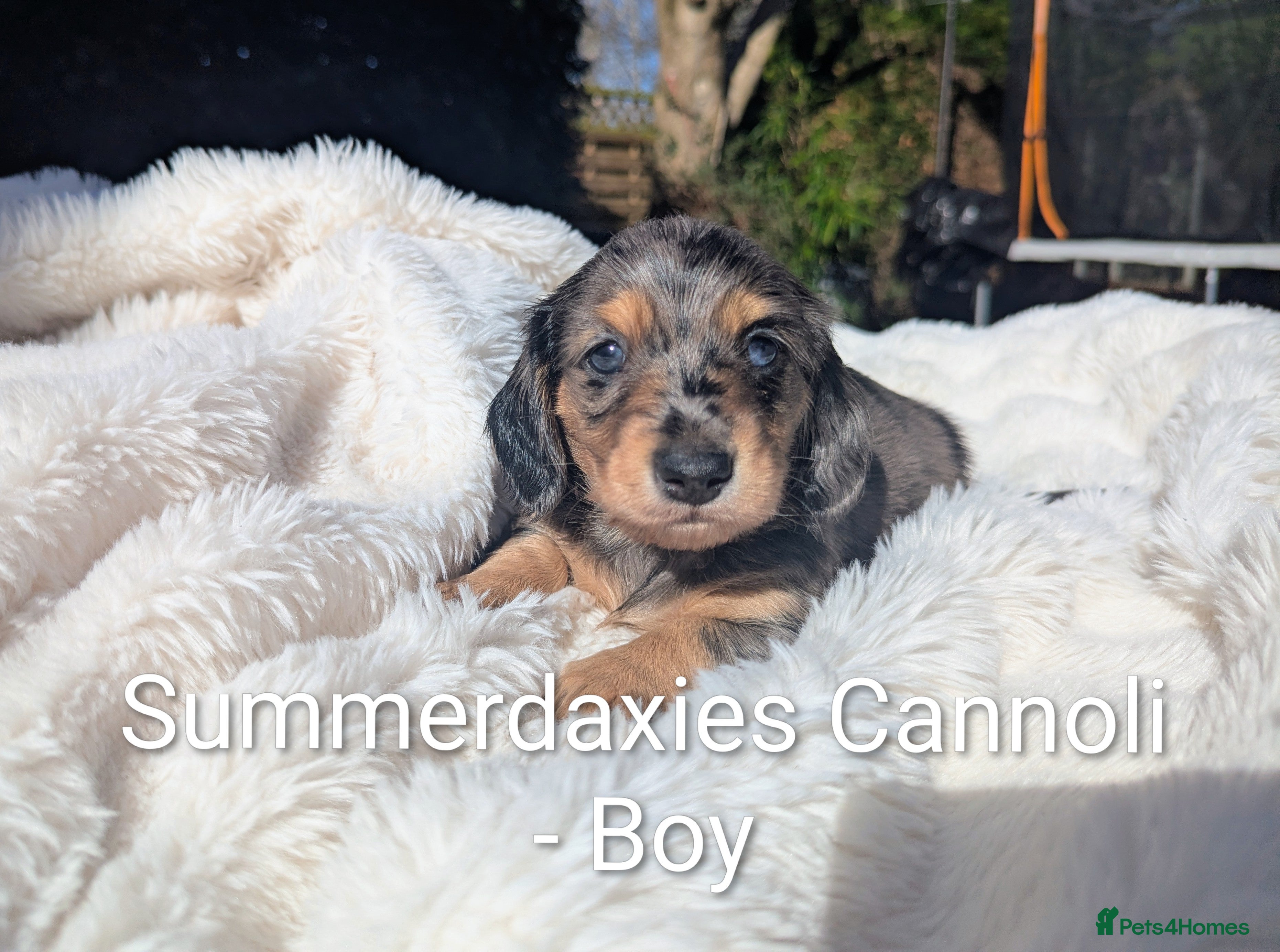 Miniature Dachshund dogs 🏅 KC Long Haired Black/Cream dapples - Advert 11