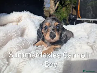 Miniature Dachshund dogs 🏅 KC Long Haired Black/Cream dapples - Advert 11