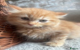 Ragdoll cats for sale: Gorgeous Kittens Available  - Image 4