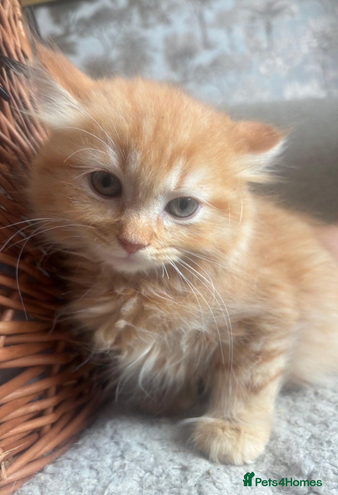 Ragdoll cats for sale: Gorgeous Kittens Available  - Image 4