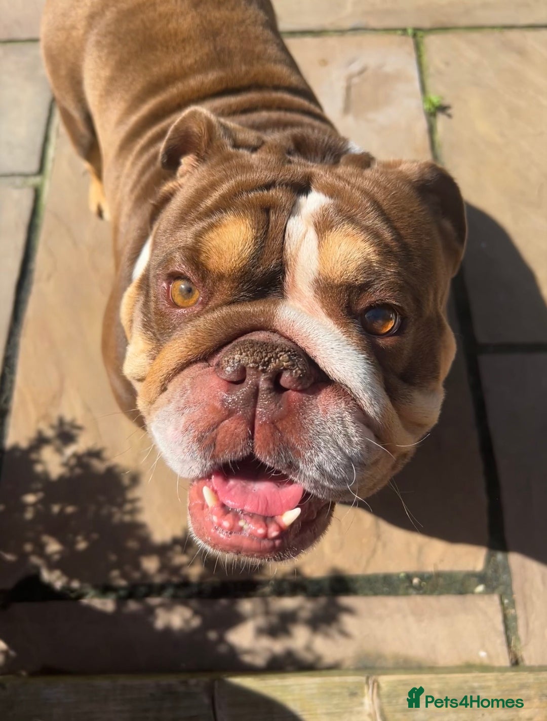 English Bulldog dogs for stud: English bulldog stud - KC registered in Wickford - Advert 4