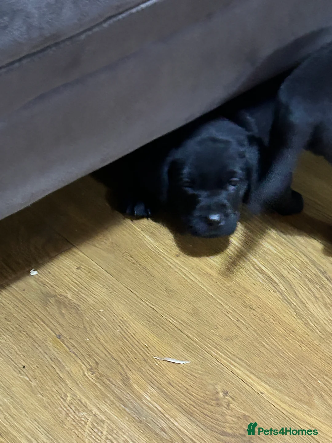 Labrador Retriever dogs for sale: KC Registered, Health Tested Labradors  - Advert 5