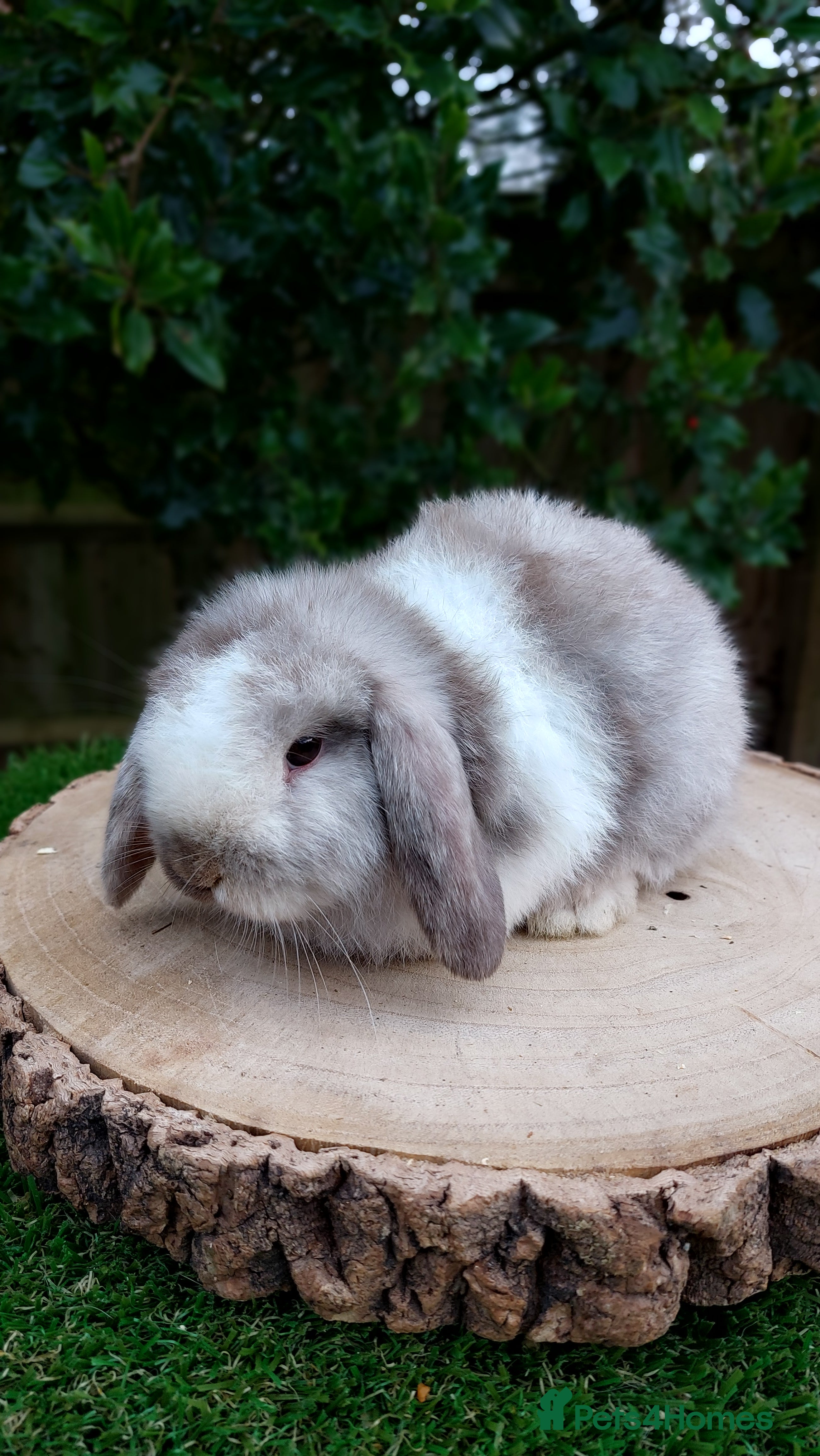 Mini Lop rabbits Mini lop baby rabbits ready to leave  - Advert 18
