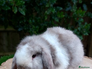 Mini Lop rabbits Mini lop baby rabbits ready to leave - Advert 18