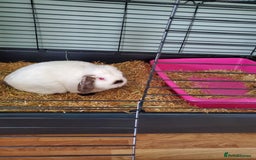 Mini Lop rabbits for sale: Male lop - Image 1