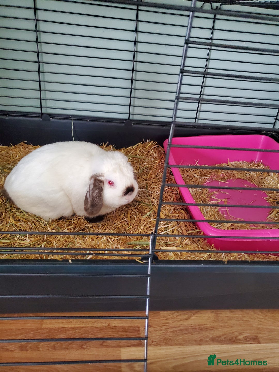 Mini Lop rabbits for sale: Male lop - Image 1