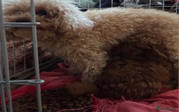 Toy Poodle dogs for sale: Pure bred deep red toy poodle boy - Image 6