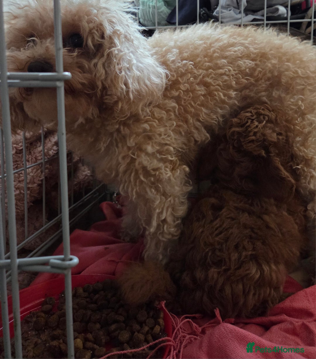 Toy Poodle dogs for sale: Pure bred deep red toy poodle boy - Image 6