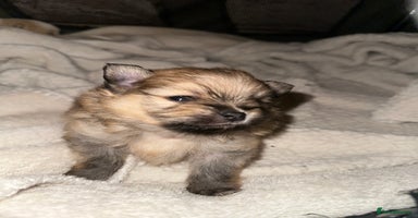 Pomeranian dogs - Advert 5