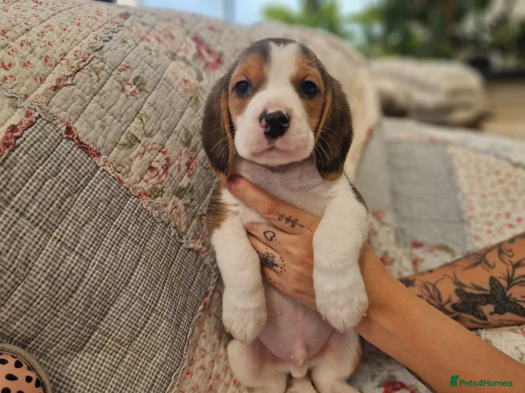 Beagle dogs for sale: Pedigree Champion bred Beagle puppies.  - Advert 1