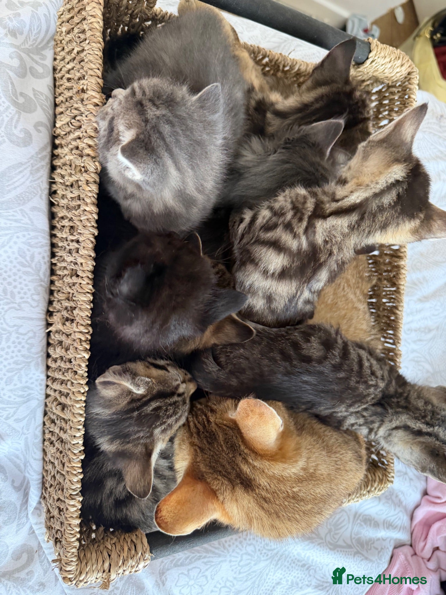 Mixed Breed cats 2 beautiful tabbys - Advert 4