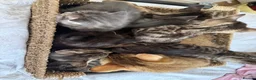 Mixed Breed cats for sale: 2 beautiful tabbys - Advert 1