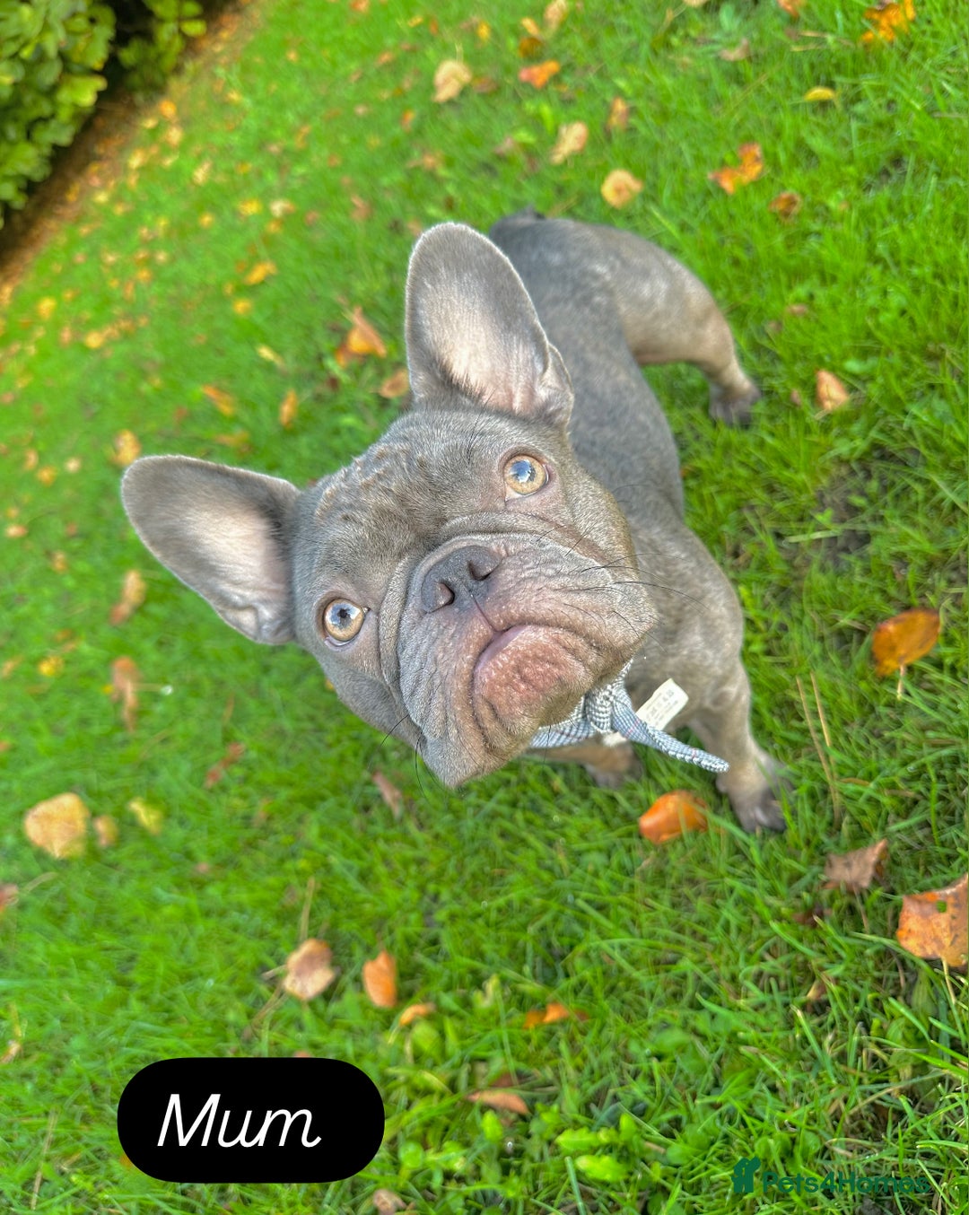 French Bulldog dogs for sale: 5 gorgeous fur babies 🩷 - Image 12