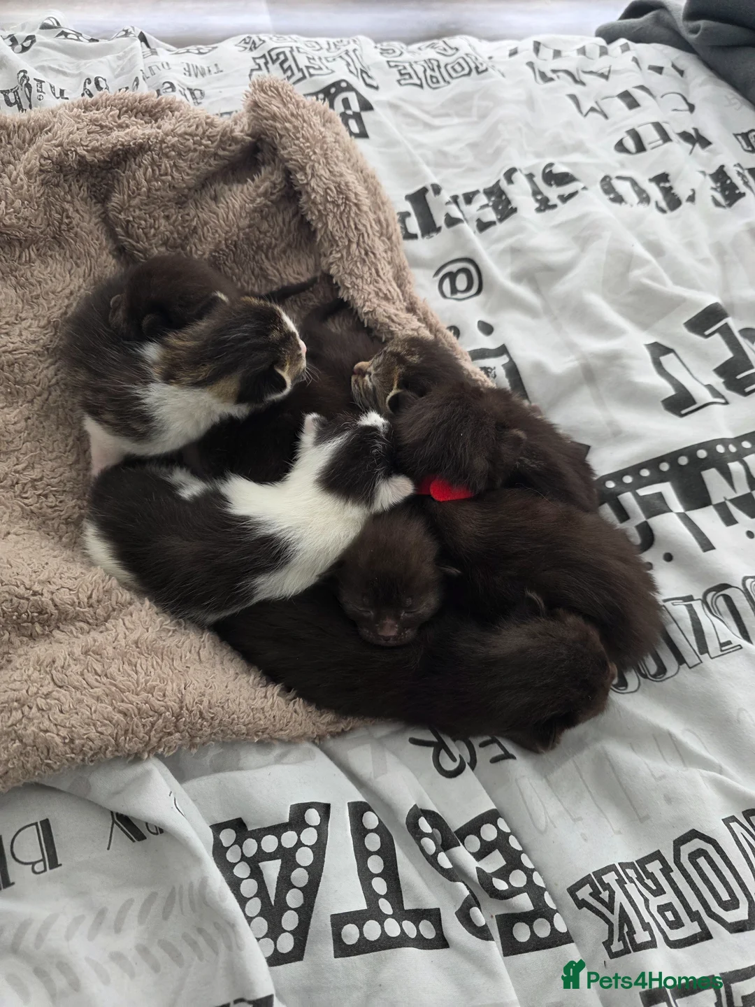 Mixed Breed cats for sale: 7 kittens, half maine coon - Advert 1