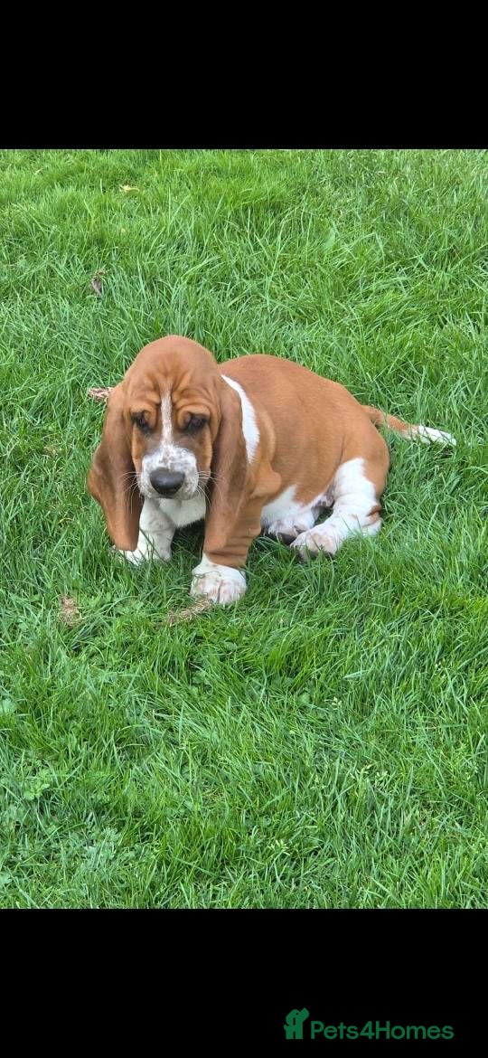 Basset Hound dogs Basset hound pups kc reg.European lines - Advert 10