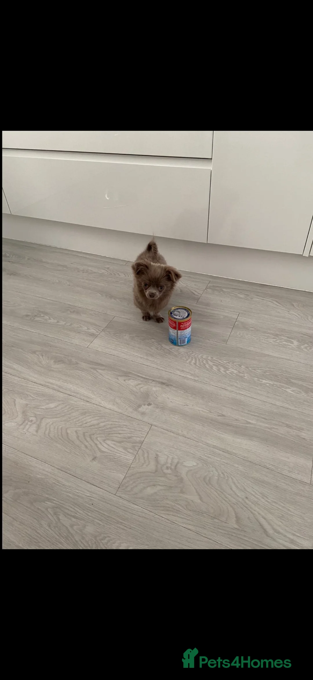 Chihuahua dogs for sale: Small long coat solid lilac boy  - Advert 2