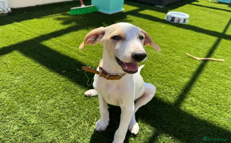 Mixed Breed dogs - Advert 2