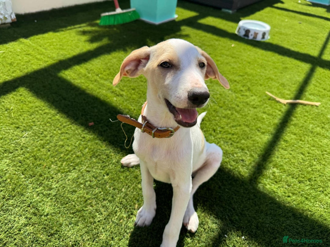 Mixed Breed dogs for adoption: Lulu The Sweet Soul Looking for Her Forever Home - Image 1