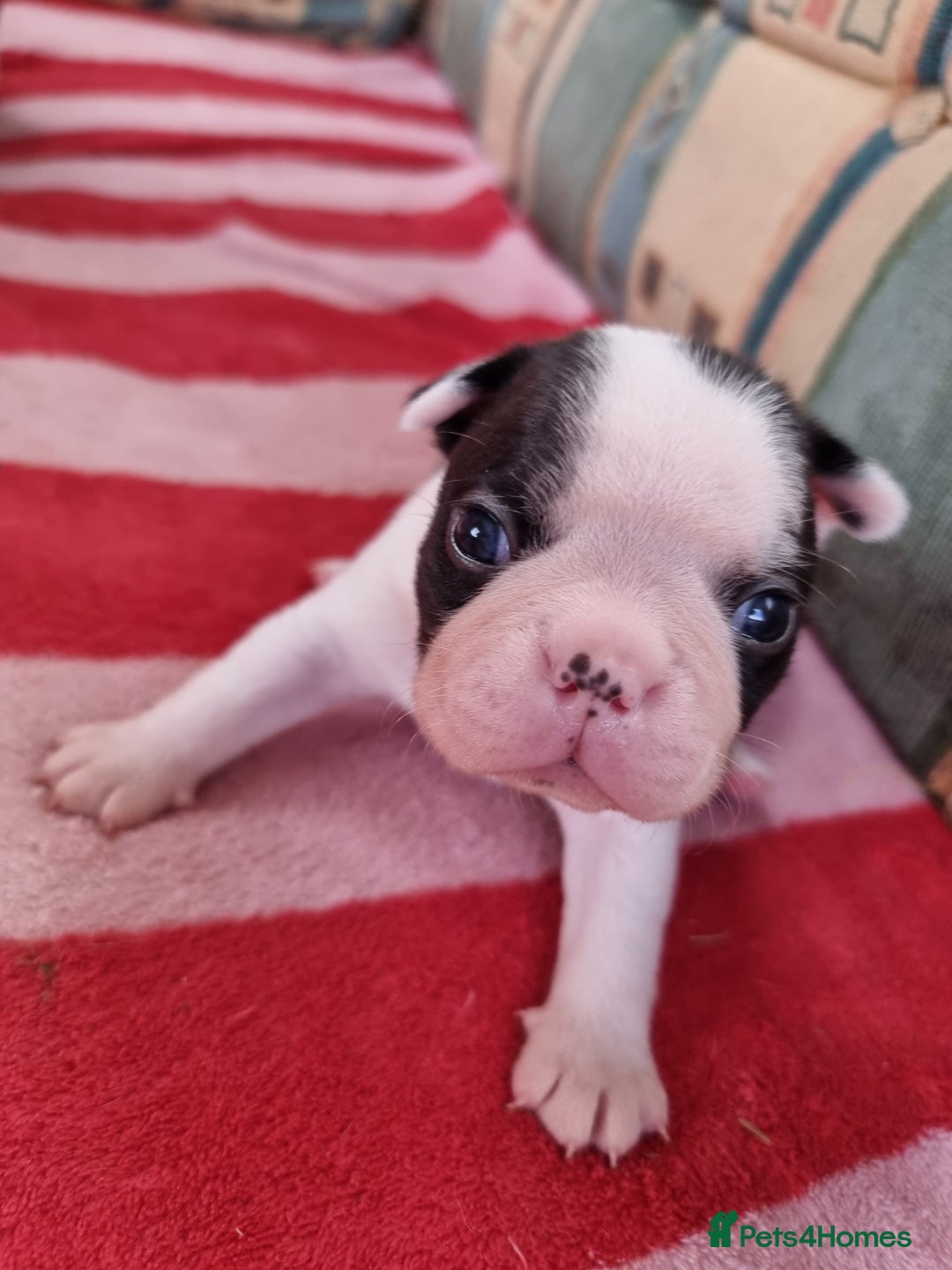 Boston Terrier dogs for sale: Beautiful Boston Terriers pups - Image 10