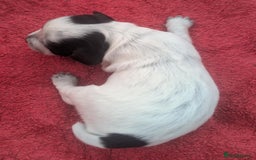 Cocker Spaniel dogs for sale: KC Reg W/T Roan Cocker Spaniels - Image 5