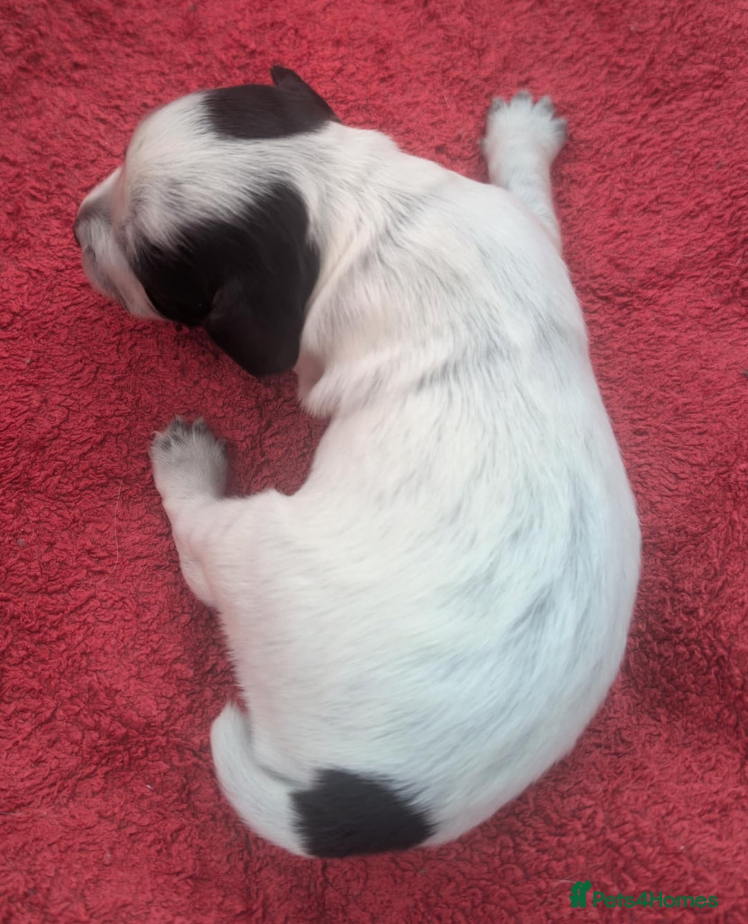 Cocker Spaniel dogs for sale: KC Reg W/T Roan Cocker Spaniels - Image 5