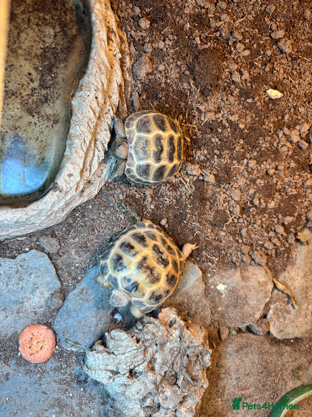 Tortoise reptiles for sale: Two unsexed cb25 horsefields tortoise  in Wolverhampton - Advert 4