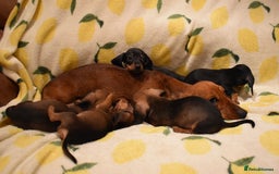 Miniature Dachshund dogs for sale: Beautiful Miniature Dachshund Pups - Image 9