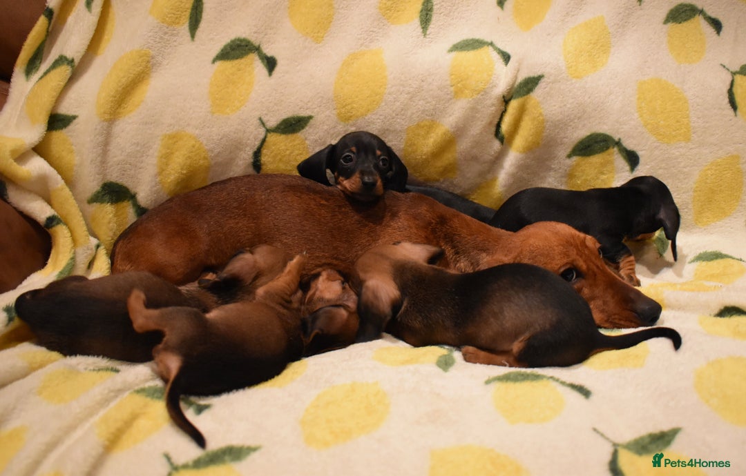 Miniature Dachshund dogs for sale: Beautiful Miniature Dachshund Pups - Image 9