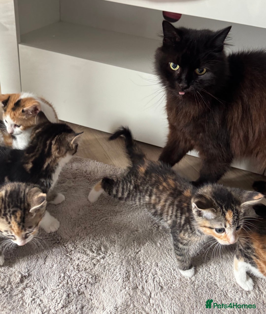 Mixed Breed cats for sale: Beautiful kittens  - Image 1