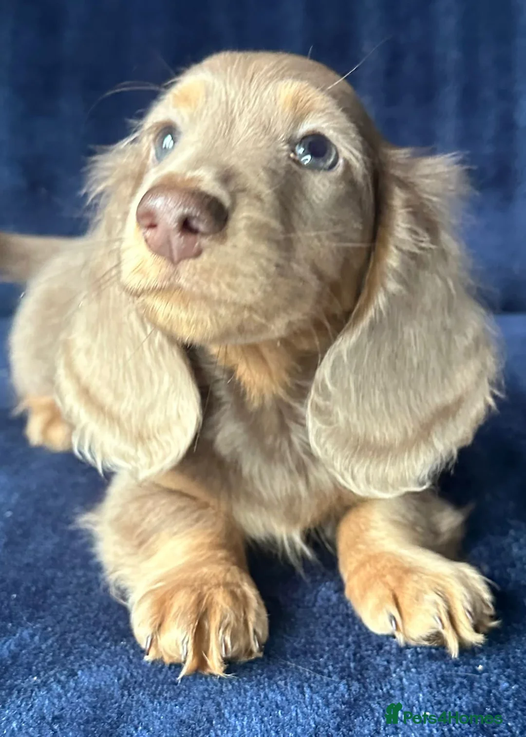 Miniature Dachshund dogs for sale: Isabella long haired boy available  - Advert 12