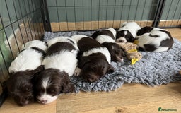 English Springer Spaniel dogs for sale: Stunning Liver & White Springer Spaniel puppies  - Image 7