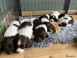 English Springer Spaniel dogs - Advert 3