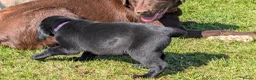 Labrador Retriever dogs for sale: RKC Labrador Puppies - Male - Ready Monday  - Advert 6