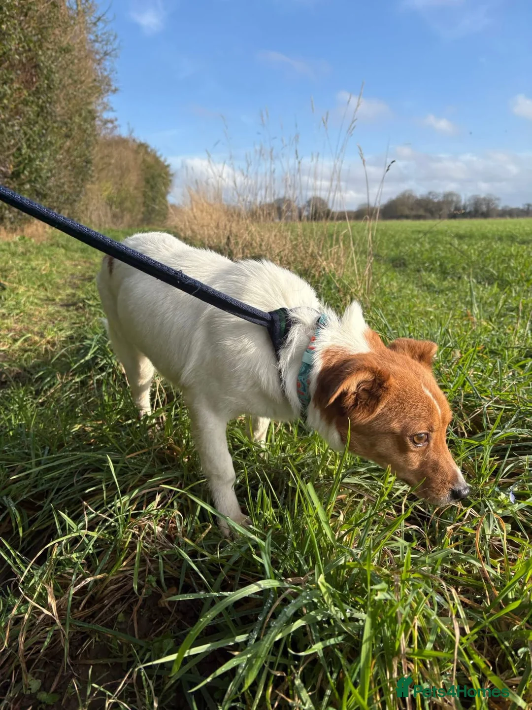 Mixed Breed dogs for adoption: Salt - Norwich Norfolk  - Advert 14