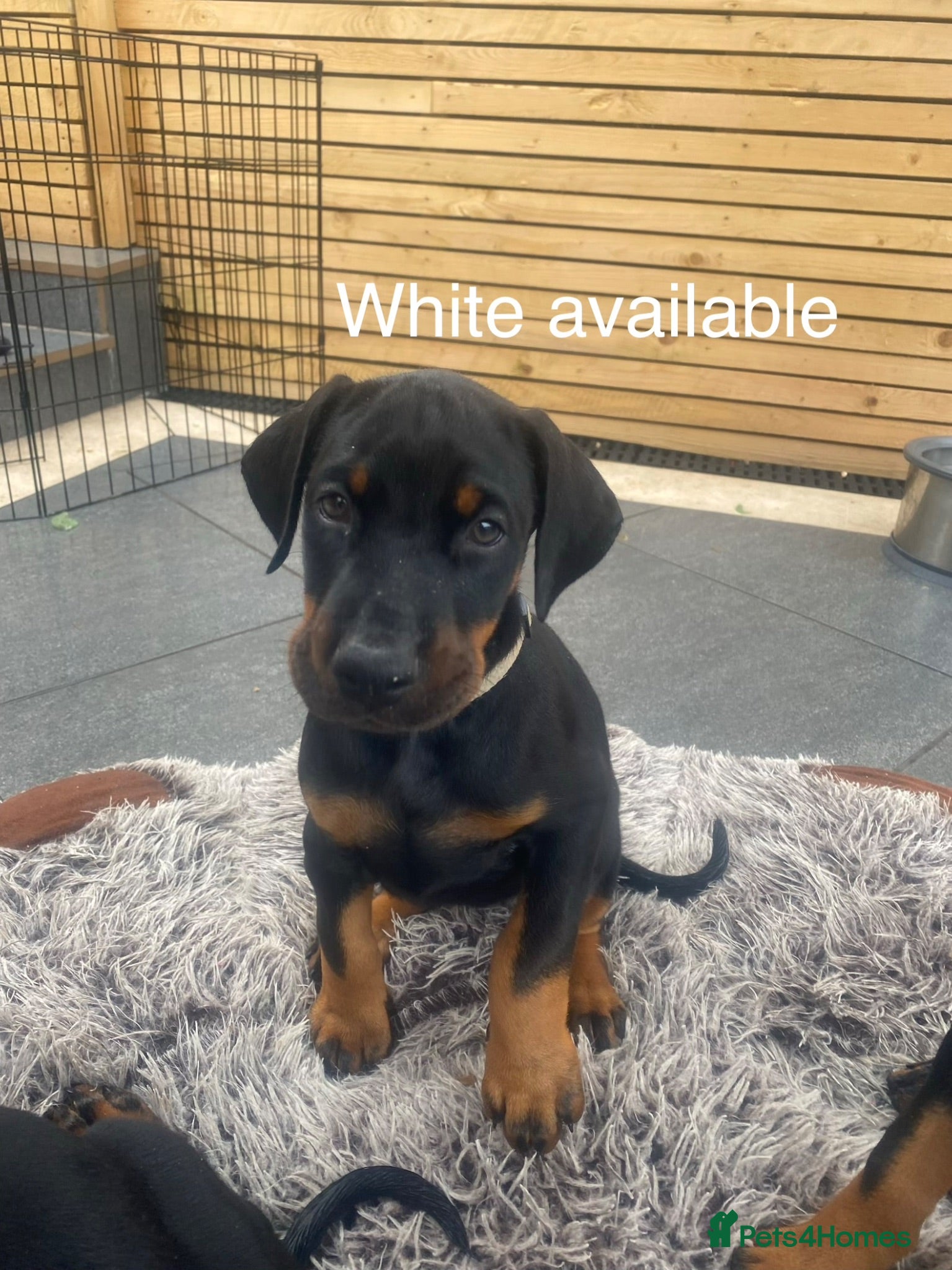 Dobermann dogs * 1 girl Doberman puppy ready to go * - Advert 2