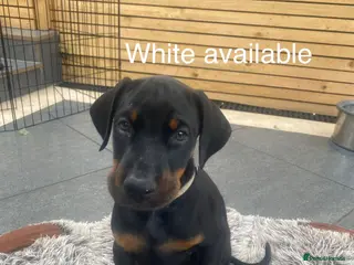 Dobermann dogs * 1 girl Doberman puppy ready to go * - Advert 2