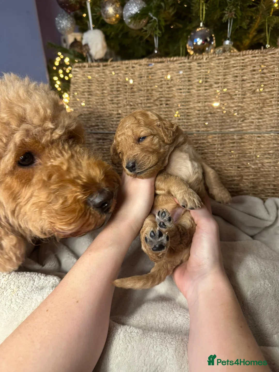 Mixed Breed dogs for sale: Stunning Irish Cockapoodledo's........ - Advert 26