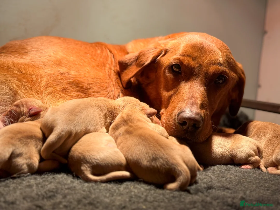 Goldador dogs for sale: Beautiful Red Goldador Puppys DNA Clear - Advert 7