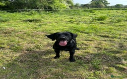Springador dogs for stud: Homebred Proven Springador stud  - Image 9