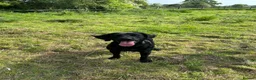 Springador dogs for stud: Homebred Proven Springador stud  - Advert 9