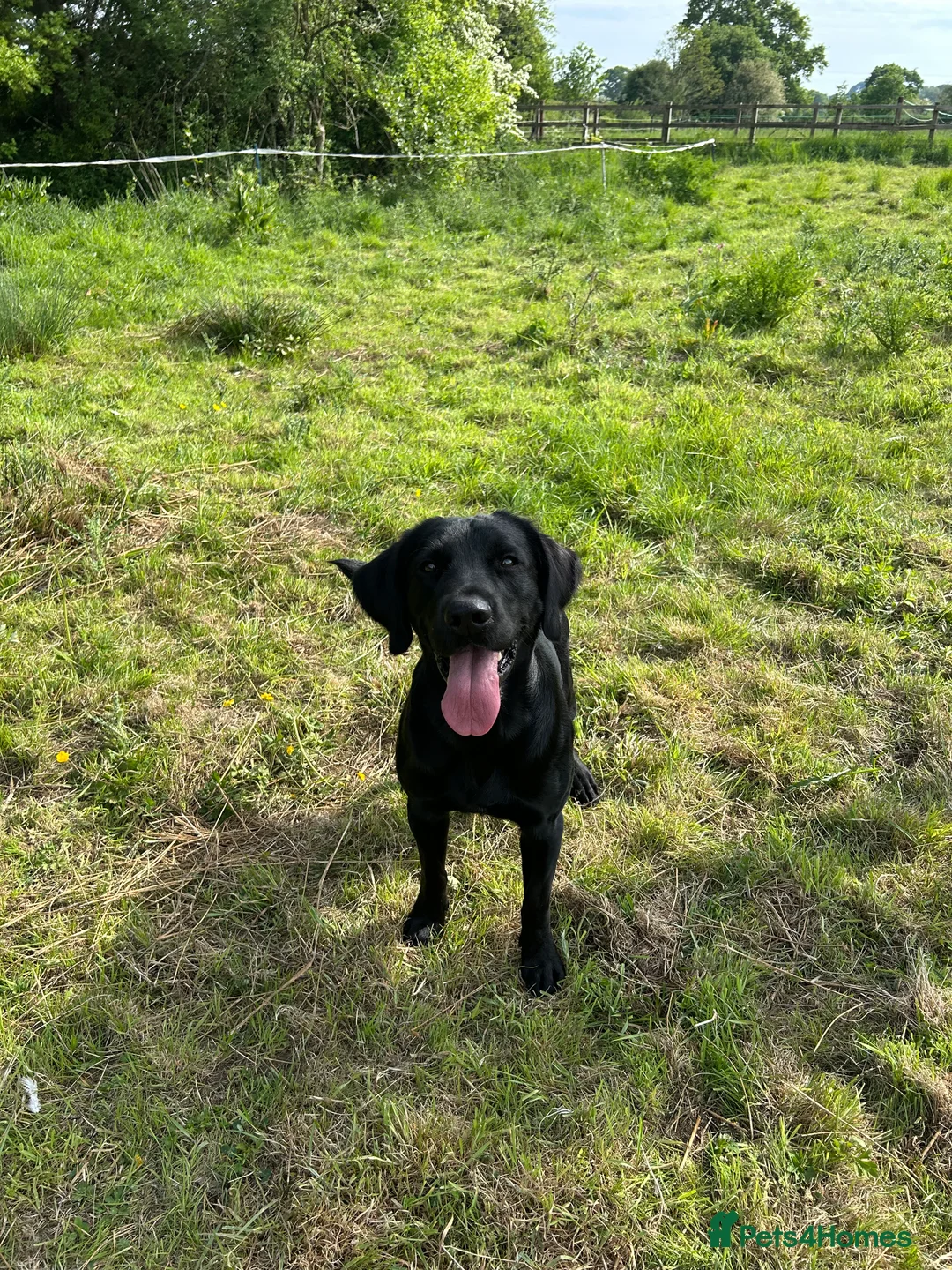 Springador dogs for stud: Homebred Proven Springador stud  - Advert 9