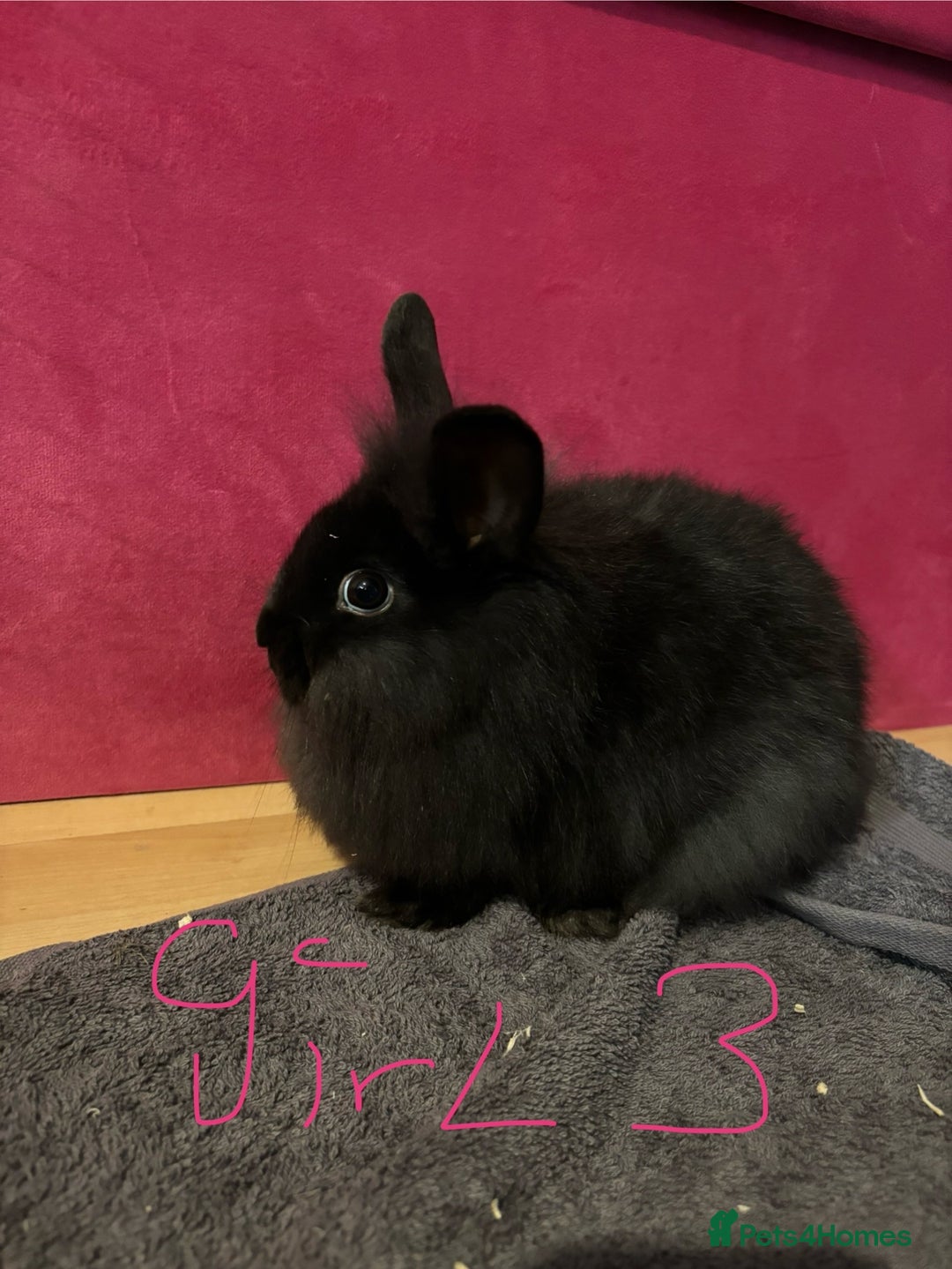Lionhead rabbits for sale: Beautiful lionhead bunnies  - Advert 19